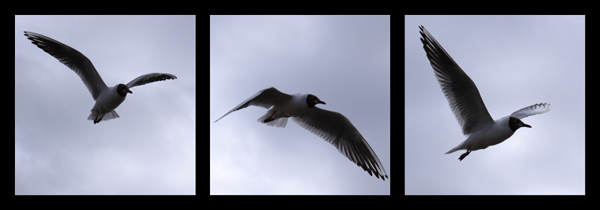 Mouette rieuse